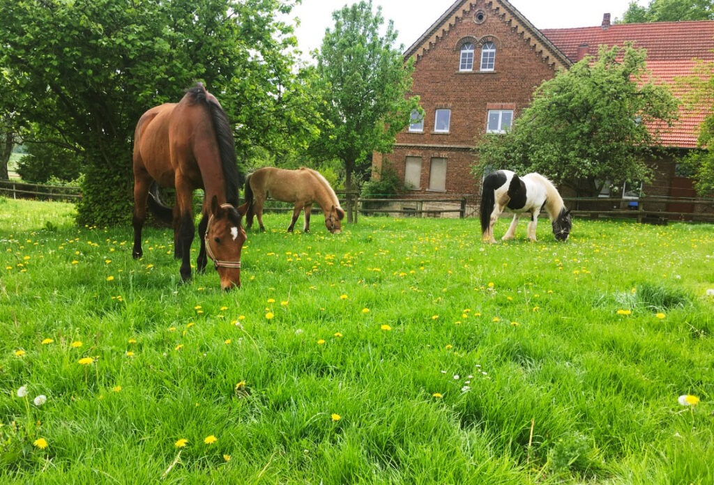 Drei Pferde stehen auf einer grünen Wiese