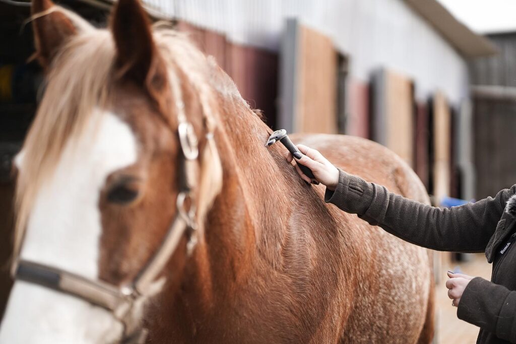 Pferd wird im Fellwechsel geputzt