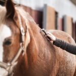 Pferd wird im Fellwechsel geputzt