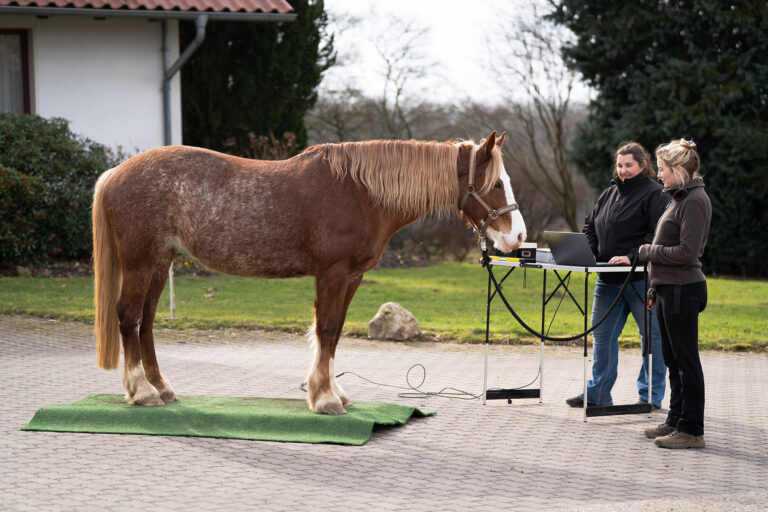 Pferd auf der Pferdewaage
