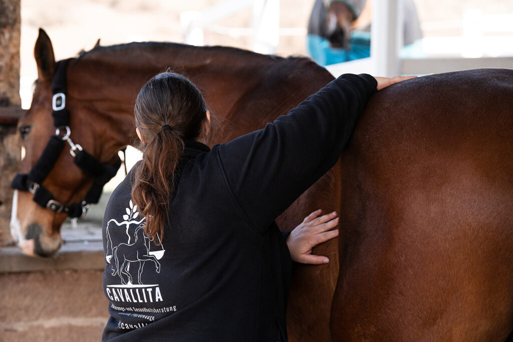 Palpation des Pferdes während der Vor Ort Beratung